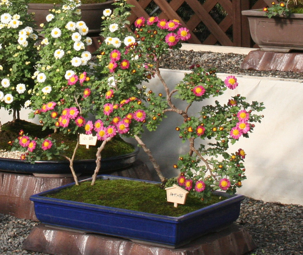 多彩な色の菊 盆栽用苗 約30cm 多彩な色の菊 盆栽用苗 約30cm 苗 菊